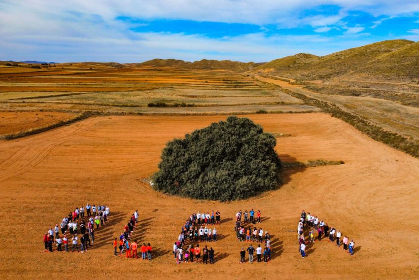 Tres carrascas de Teruel optan a ser el Mejor Árbol de España del año 2025