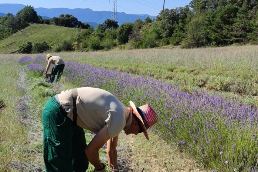 El CITA pone en marcha un proyecto que promueve la creación de una cadena de valor de las Plantas Aromáticas y Medicinales en la provincia de Teruel