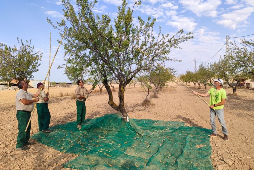 El CITA presenta los resultados del proyecto 'Viabilidad de sistemas mixtos de pastoreo de ovino y cultivo de almendros en condiciones de secano en Teruel'