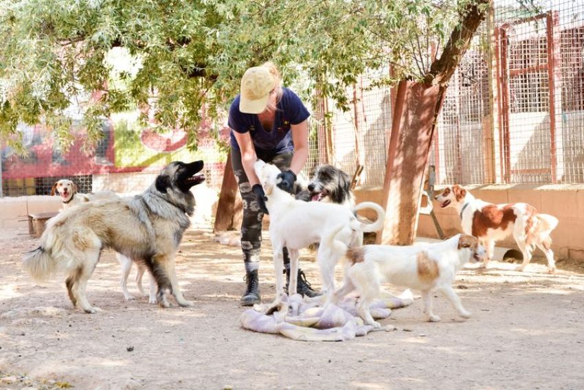 Sólo la protectora de Alcañiz recibió peticiones de cachorros para regalar estas navidades