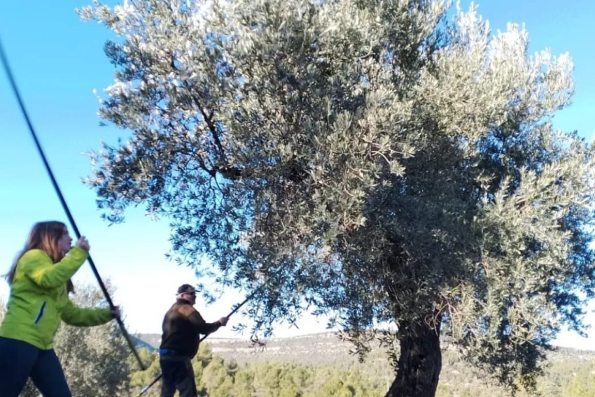 El Bajo Aragón afronta una “pésima” campaña de aceite, pero la DOP llega  a los 2 millones de litros