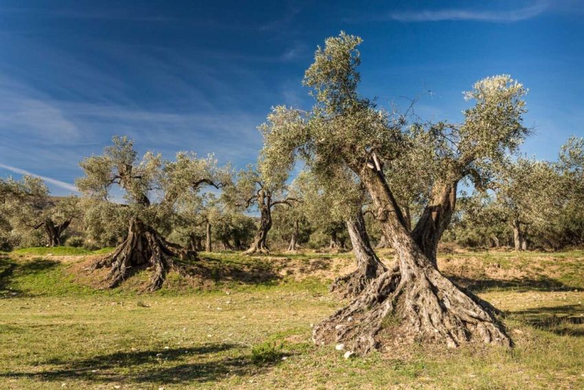 Agricultura achaca  al ”marco temporal” que los leñosos se quedaran sin ayudas