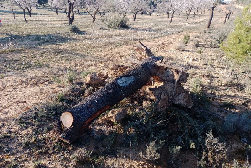 Llueve tarde para el almendro: el Bajo Aragón arranca uno de cada cuatro árboles de secano