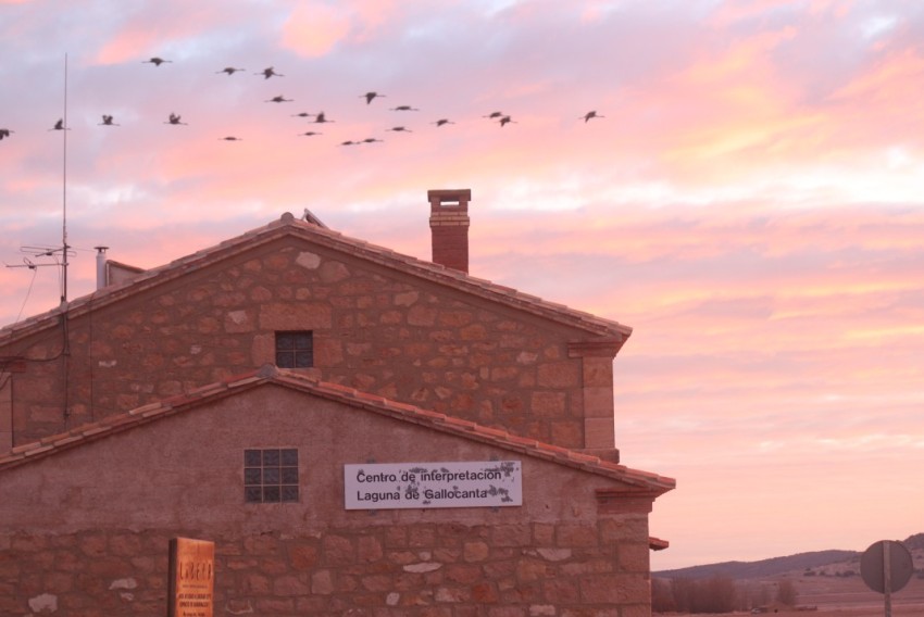 Un centenar de grullas  ya ha aterrizado en la Laguna de Gallocanta