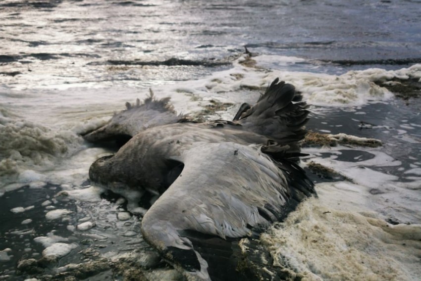 Localizan 200 grullas muertas, posiblemente por gripe aviar, en la laguna de Gallocanta