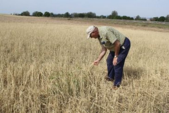 La sequía y el pedrisco multiplican por cinco los siniestros en el campo en 2017