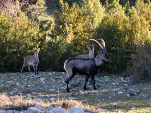 La sarna de la cabra hispánica avanza en el Matarraña y ya afecta a ejemplares en Valderrobres