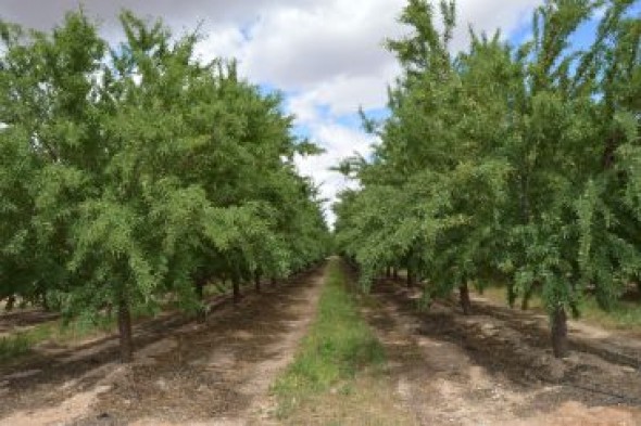 La Mesa Nacional de los Frutos Secos prevé una cosecha récord de almendra en España y Aragón