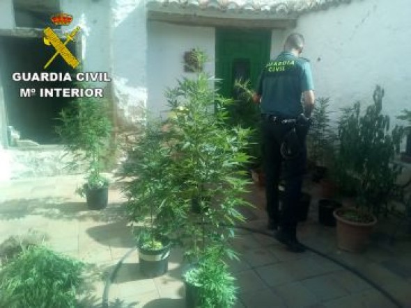 La Guardia Civil investiga a dos personas como presuntos autores de un delito de cultivo de marihuana en una localidad de la comarca de Gúdar-Javalambre