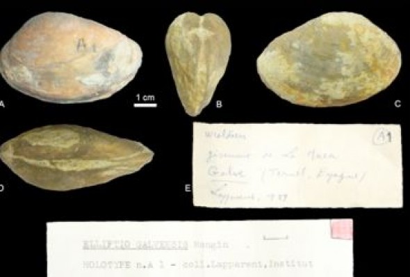 Hallan fósiles originales de una especie de bivalvo del Cretácico con el nombre de la localidad turolense de Galve