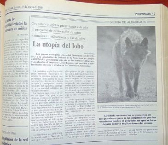 Hemeroteca: la reintroducción del lobo de hace treinta años que no encontró apoyos en Teruel