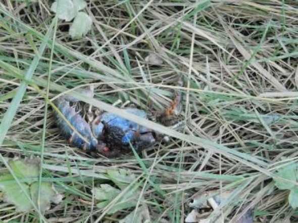 La Audiencia de Teruel archiva  provisionalmente la causa por la muerte de peces en el Mijares