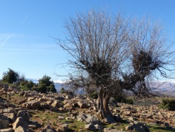 Expertos de Francia, Marruecos o Bélgica participarán este fin de semana en Teruel en un congreso internacional sobre árboles trasmochos