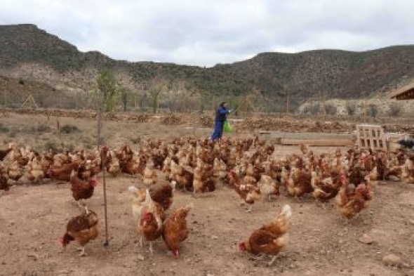 Los huevos de las gallinas más felices de Teruel se crían en Villel