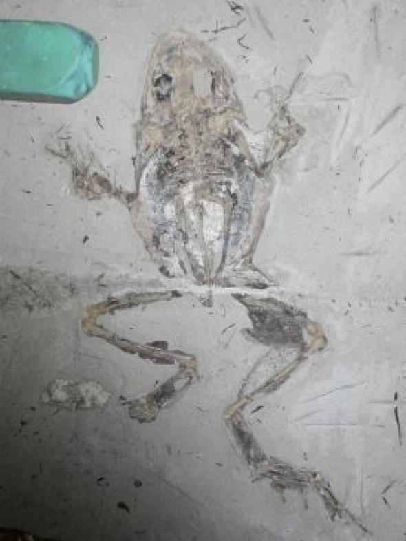 Paleontología: Desentrañando los misterios de los tejidos blandos fosilizados en las ranas de Libros