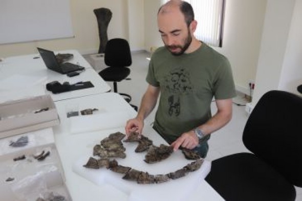 Teruel se revela como un paraíso para el conocimiento de las tortugas mesozoicas