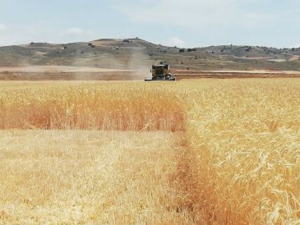 Agroseguro contabiliza más de 21.000 hectáreas siniestradas hasta mediados de julio en el campo turolense por la sequía y el pedrisco