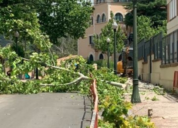 El Ayuntamiento de Teruel dice que la tala de árboles junto al colegio Ensanche se debe a su deficiente estado sanitario y que serán sustituidos