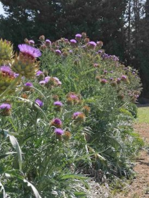 El CITA confirma la flor de cardo como un excelente coagulante para el queso