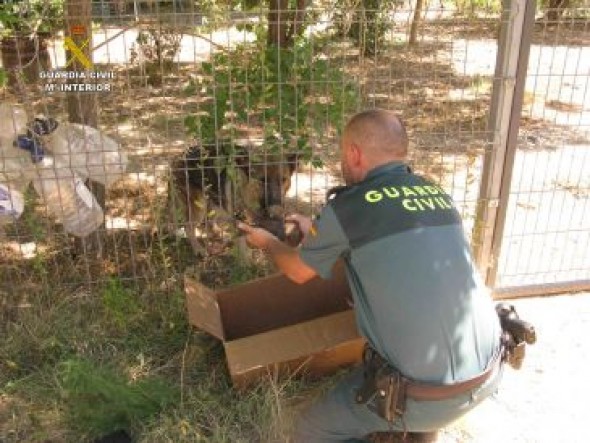 La Guardia Civil de Teruel rescata a seis cachorros de pastor alemán enterrados vivos en una localidad del Bajo Aragón