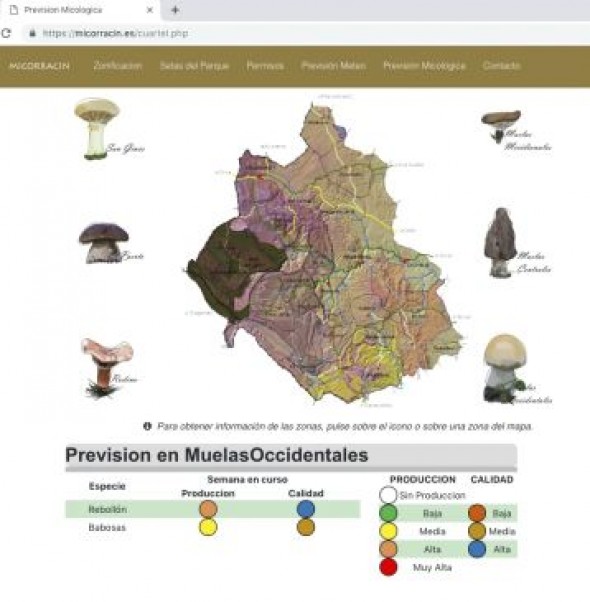 La Sierra de Albarracín ofrece, a golpe de click, saber si llenaremos 
la cesta de rebollones