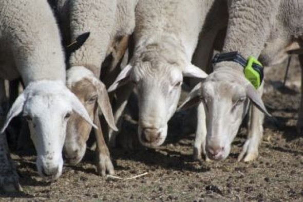 Las ovejas de Guadalaviar llevan GPS para monitorizar el camino trashumante a Andalucía