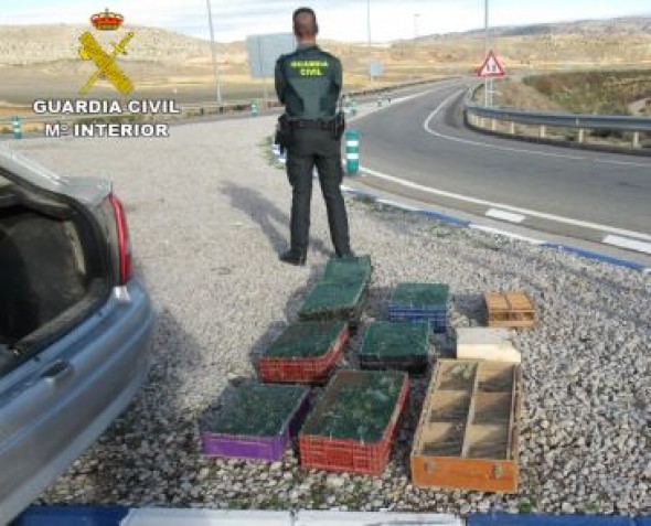 La Guardia Civil de Teruel localiza en el maletero de un vehículo 195 pájaros protegidos en la Comarca de Gúdar-Javalambre