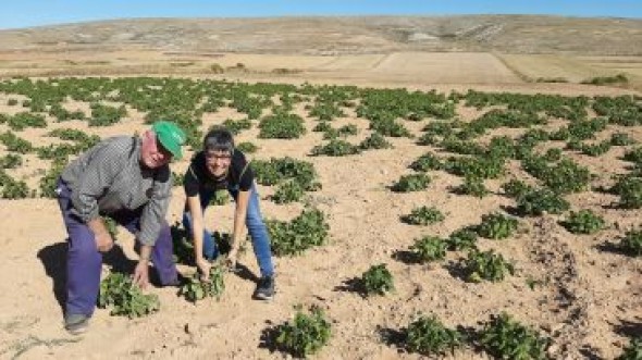 El CITA recoge la variedad y calidad de 110 legumbres de la provincia en un libro