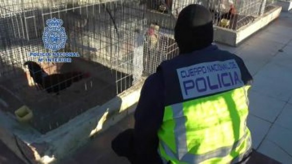 La Policía Nacional evita una pelea de gallos en Teruel en pleno estado de alarma