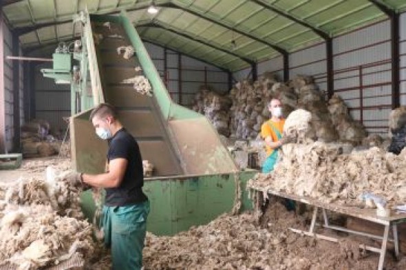 La Sierra de Albarracín trabaja en un proyecto para convertir la lana en fertilizante y revalorizarla