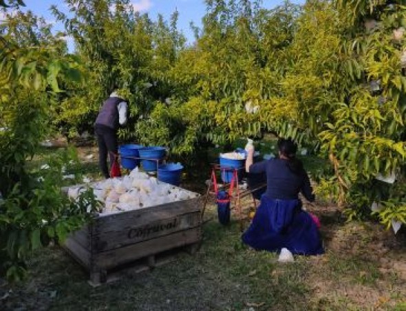 Melocotón de Calanda certificará más de 4 millones de kilos esta campaña