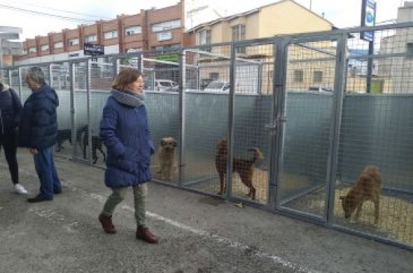 El 85% de los perros que se han recogido en Teruel han sido adoptados