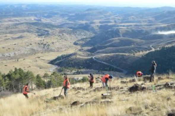 La tercera campaña de reforestación de Sylvestris en Majalinos ya está en marcha