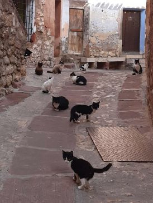 El Partido Popular denuncia la gestión de las colonias felinas en Albarracín