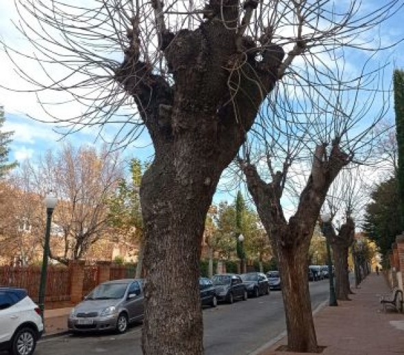La asociación Acacia de Teruel pide que se talen menos árboles y que se repongan con más variedades