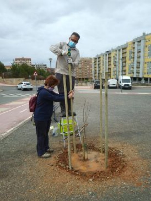 La asociación Acacia constata que los olmos libres de grafiosis plantados hace un año en Teruel siguen creciendo