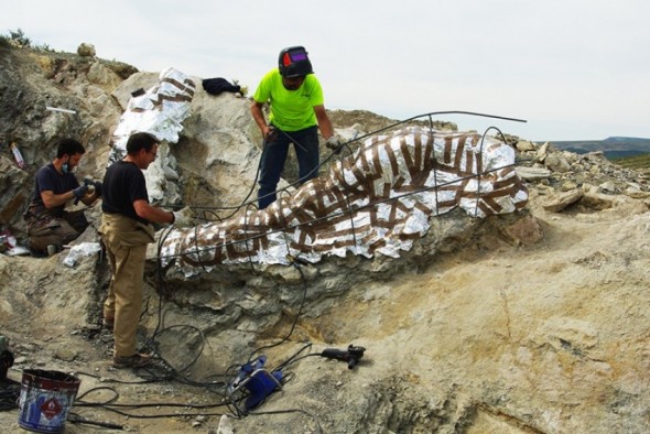 Recuperada en Camarillas una columna vertebral de más de cinco metros de un enorme dinosaurio de unos 145 millones de años de antigüedad