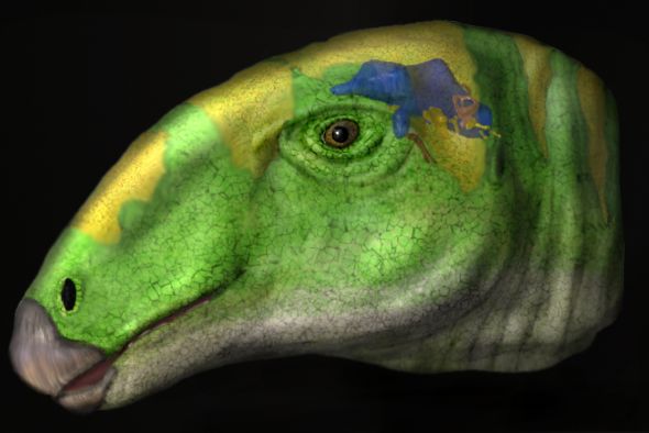 Estudio de la Fundación Dinópolis: los dinosaurios ornitópodos pudieron haber sido tan listos como sus parientes carnívoros