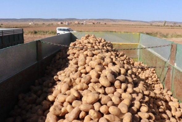 Cella espera una buena producción de patatas con entre 700 y 800 toneladas