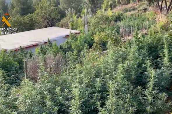 La Guardia Civil de Teruel detiene a dos personas y se incauta de más de 590 plantas de marihuana en Puertomingalvo