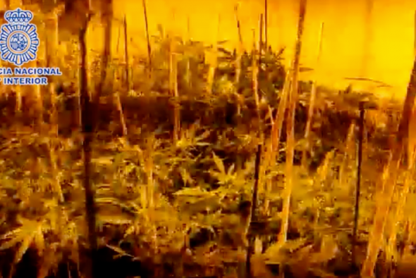 La Policía Nacional erradica varias plantaciones de marihuana en varias localidades de Aragón, una de ellas en Loscos