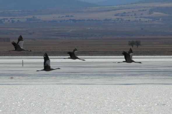 Gallocanta recibe a las primeras grullas, que suman ya unas 2.000