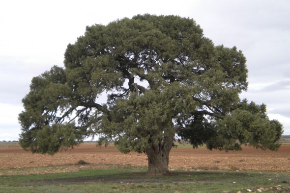 Arrancan las votaciones para elegir el árbol español del año, premio al que aspira la Sabina Milenaria de Blancas