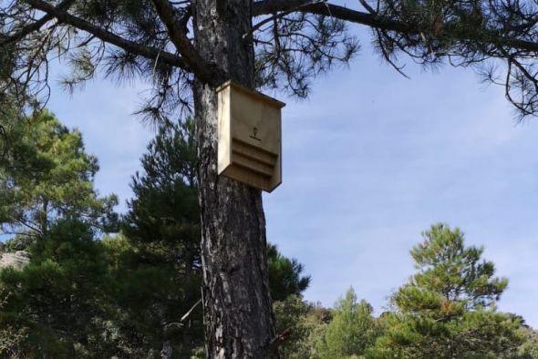 Medio Ambiente instala refugios de murciélagos en los pinares para frenar la procesionaria