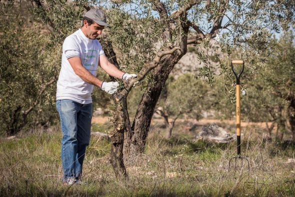 El proyecto Apadrinaunolivo  de Oliete recibe  un nuevo premio