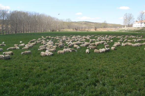 Resueltas tres convocatorias de la Diputación de Teruel para apoyar al sector agrícola y ganadero con 170.200 euros