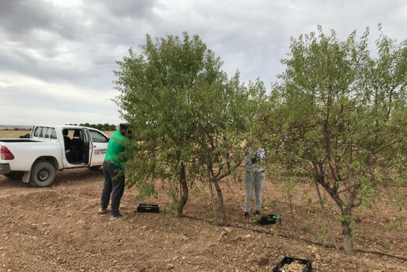 La aplicación Ecoalte orienta a los agricultores sobre el cultivo ecológico del almendro