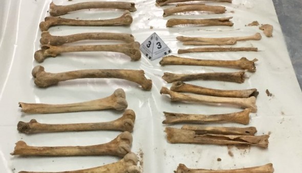 Artículo de Vidal Muñoz: Los restos óseos de origen medieval  del Palacio de Justicia de Teruel