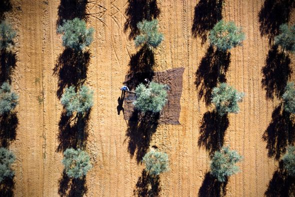 El aceite y el olivo presumen de fotogenia en el XV Concurso Miradas al Bajo Aragón