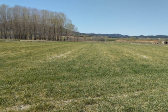 La escasez de precipitaciones comienza a mermar la producción del cereal de invierno